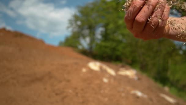 CERRAR: Pequeñas semillas salen volando de la mano del agricultor sembrando hierba en un día soleado — Vídeo de stock