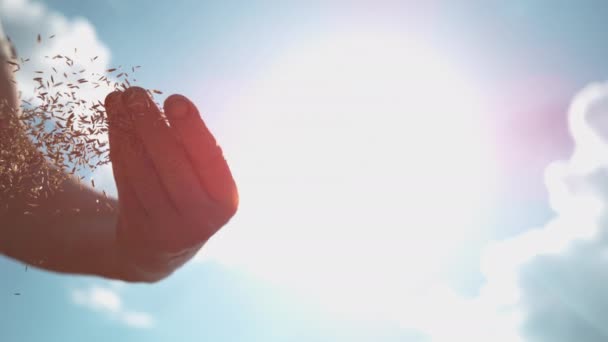 LENS FLARE : Des rayons de soleil d'été brillent sur la main des agriculteurs qui répandent des graines de blé — Video