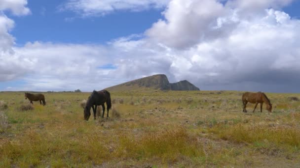 Wilde paarden grazen in de uitgestrekte weilanden bij de Rano Raraku vulkaan in Chili. — Stockvideo