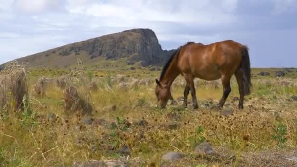 SULJE Up: Kaunis ruskea hevonen laiduntaa tuulisilla niityillä pääsiäissaarella — kuvapankkivideo