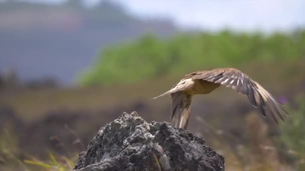 CLOSE UP: burung megah mangsa mengambil melarikan diri dari batu di padang rumput gersang. — Stok Video