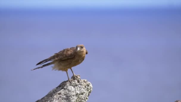 CERRAR: Fotografía cinematográfica de Chimango Caracara despegando hacia el cielo azul claro — Vídeo de stock