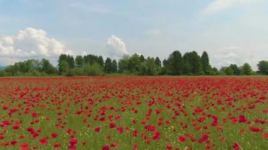 Yumuşak meltemde sallanan gelincik çiçeklerinin üzerinde uçuyorum..