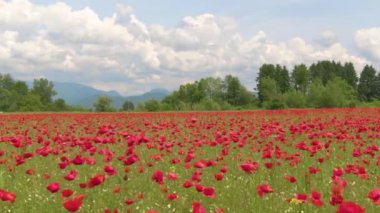 Haşhaş çiçeklerinin üzerinden uçup rüzgarda sallanarak küçük bir ormana doğru.