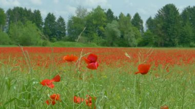 Kırsal kesimdeki geniş bir çayırda haşhaş çiçeklerinin ayrıntılı görüntüsü.