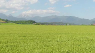 Organik yetişen buğday, kırsal bir köyün yanından esen rüzgarda sallanıyor..