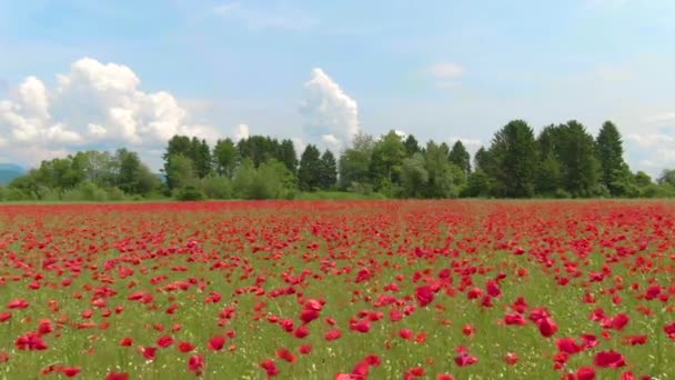 AERIAL: Видовищний вид на сільську місцевість червоного кольору квітучими квітами . — стокове відео