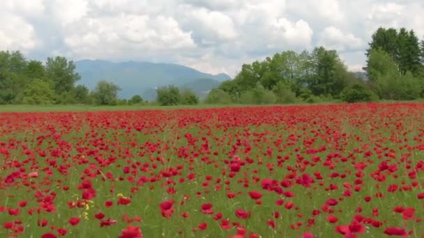 AÉRIAL : De belles fleurs de pavot fleurissent à la campagne le jour ensoleillé du printemps . — Video