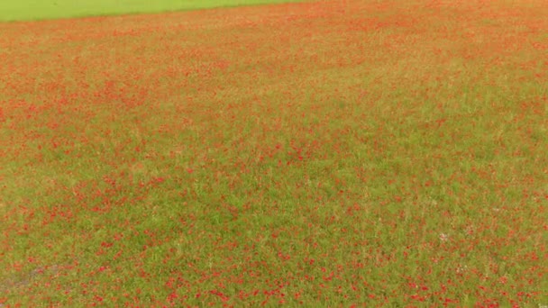 DRONE: Vliegen hoog boven een grasveld vol papaverbloemen in volle bloei. — Stockvideo