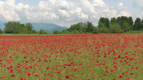 AERIAL: Красиві макові квіти ширяють у вітрі, що дме по сільській місцевості . — стокове відео