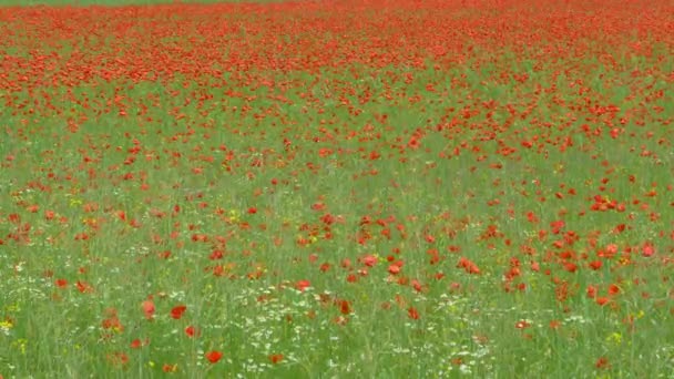 Pintoresca vista de un prado lleno de flores de amapola balanceándose en el suave viento. — Vídeos de Stock