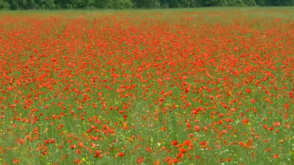 SLOW MIION: Поле сочных красных цветов, цветущих в теплой траве . — стоковое видео