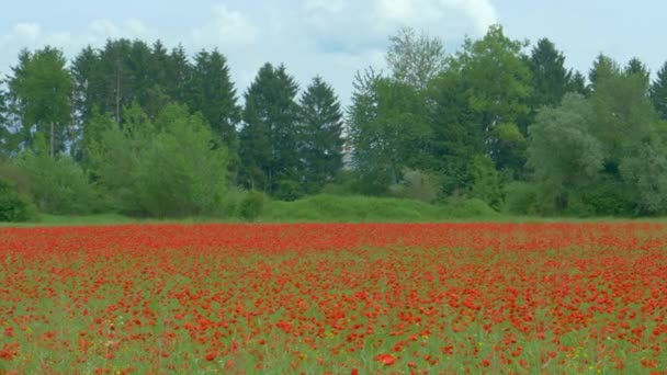 Idilli kilátás a vidéki táj egy mákvirág mező a nyugodt erdő — Stock videók