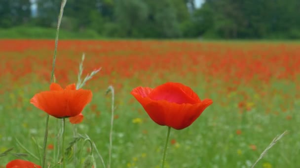 MACRO: Flores de amapola revoloteando en la brisa de verano que sopla a través del prado. — Vídeos de Stock