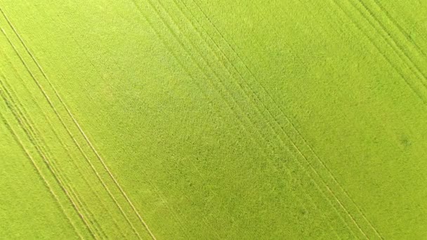 TOP DOWN: Létání nad zeleným polem pšenice kymácející se v teplém letním větru — Stock video