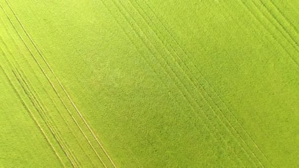 TOP DOWN: Piękny widok z lotu pszennego uprawianego na żyznej wsi — Wideo stockowe