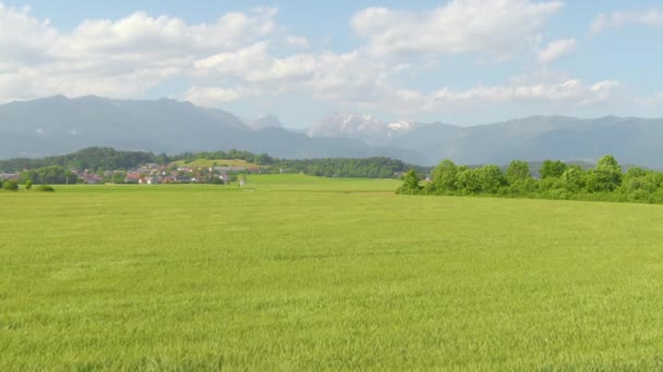 DRONE Impresionante vista aérea del trigo producido por la granja ecológica que se mueve en el viento — Vídeo de stock