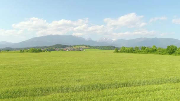 AERIAL: Zöld búza ringatózik a szellő fúj el egy festői vidéki falu. — Stock videók