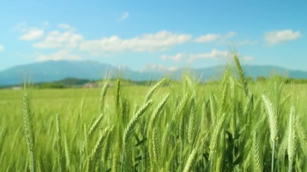 CLOSE UP: Green stems of wheat sway in the breeze blowing across the flatlands. — Stock Video