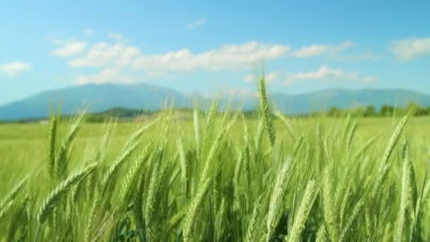 CLOSE UP: Weizenfeld bewegt sich, während warmer Wind über die Landschaft weht. — Stockvideo