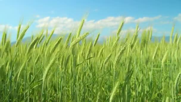 Güneşli bir bahar gününde uzun yeşil buğday sapları yan yana hareket ediyor.. — Stok video