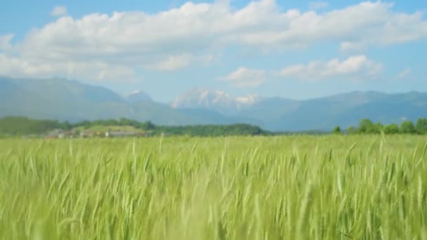 Dech beroucí pohled na pole pšenice, které vede do malé vesnice. — Stock video