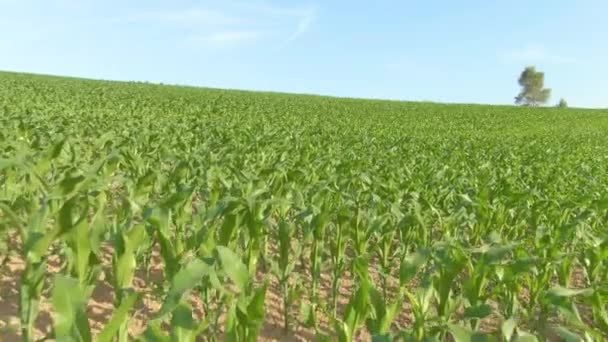 AERIAL: Latanie nad małą, kwitnącą kukurydzą uprawianą na żyznym polu w Słowenii. — Wideo stockowe