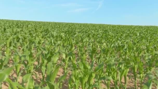 DRONE Cinematic view of unoszący się nad dużym polem kukurydzy w słoneczny wiosenny dzień — Wideo stockowe