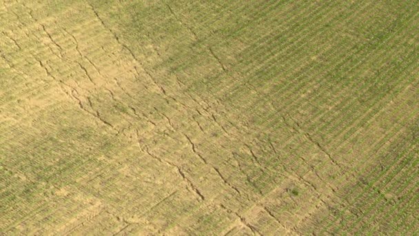 AÉRIAL : Voler au-dessus des céréales biologiques cultivées dans des conditions arides. — Video
