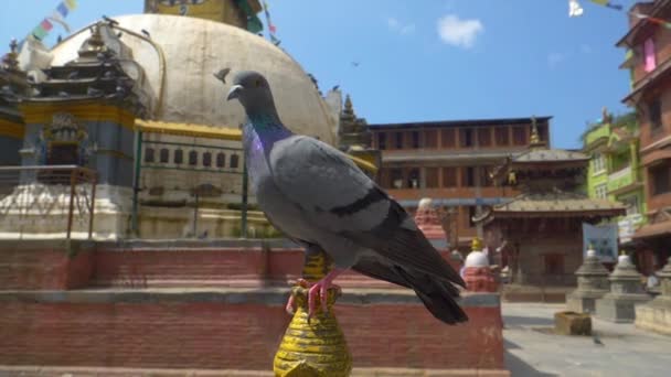 CHIUDI Il piccione grigio si erge su un cono giallo di stupa nella bellissima piazza Durbar — Video Stock