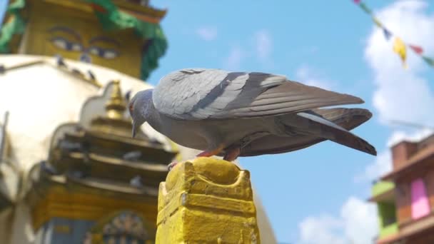 MACRO: Taube fliegt von einem gelben Kegel um den malerischen Durbar Square. — Stockvideo
