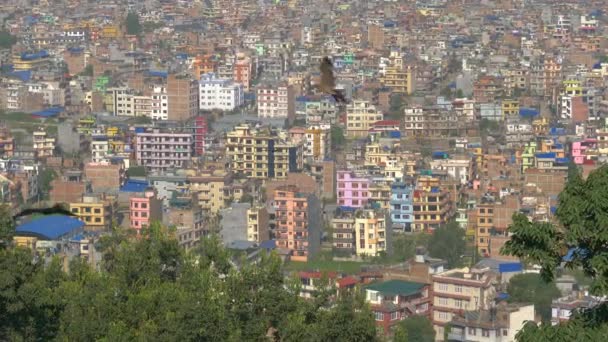 Viltlevende fugler flyr over trærne med utsikt over byen Katmandu. . – stockvideo