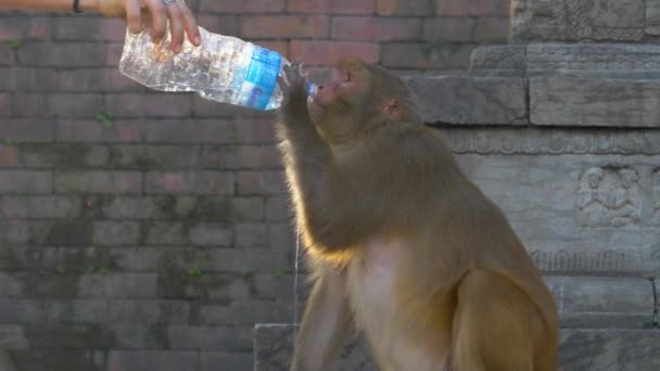 Κοντινό πλάνο: αγνώριστη γυναίκα δίνει ένα μπουκάλι νερό σε μια διψασμένη μαϊμού. — Αρχείο Βίντεο