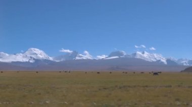 Tibet 'teki dağların altındaki geniş düzlüklerde otlayan öküzleri hızla geçmek.