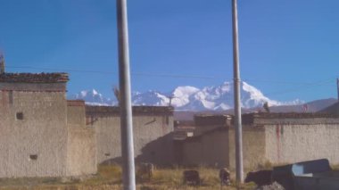 Geleneksel Tibet taş evleri arasında yabani sığırlar otluyor..