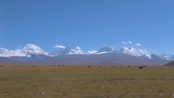 Velocidade passando iaques pastando nas vastas planícies sob as montanhas no Tibete . — Vídeo de Stock