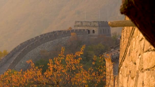 CLOSE UP: musim gugur yang indah berwarna hutan mengelilingi emas menyala Great Wall of China — Stok Video