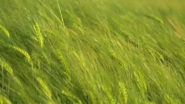 CLOSE UP: Prachtig groen veld van tarwe wordt gestreeld door de zachte zomerwind. — Stockvideo