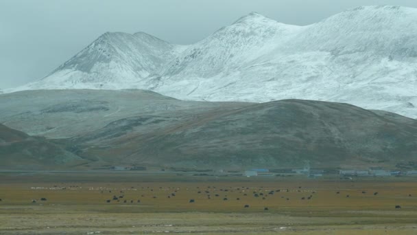 Schwarze Yaks und andere Rinder grasen in den weiten Ebenen unter den schneebedeckten Bergen. — Stockvideo