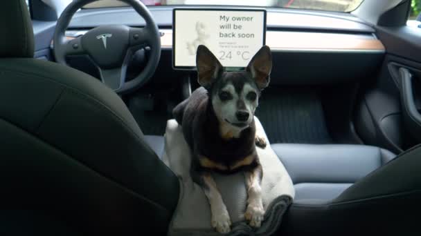 FECHAR UP: Pinscher miniatura sênior bonito senta-se dentro de um Tesla com o modo de cão ligado. — Vídeo de Stock