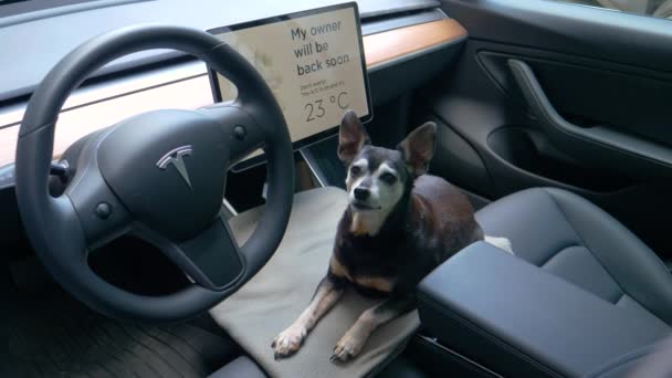 FECHAR UP: Cão preto e cinza bonito senta-se dentro de um Tesla com o modo cão ligado. — Vídeo de Stock