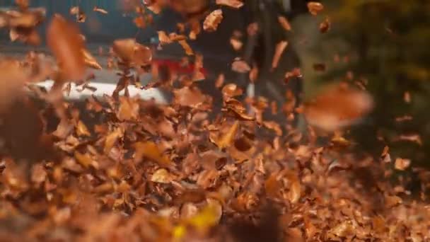 CLOSE UP Brown leaves get throw in air as off-road vehicle speeds through woods — стоковое видео