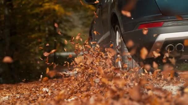 ÁNGULO BAJO: Captura cinematográfica de hojas volando en el aire mientras SUV conduce a través del bosque — Vídeo de stock
