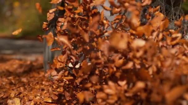 LOW ANGLE: Dry fall colored leaves fly in air as mountain biker rides down road. — Stock Video