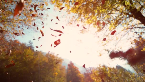 BOTTOM UP: Vista cinematográfica de hojas marrones que caen del soleado cielo otoñal . — Vídeo de stock
