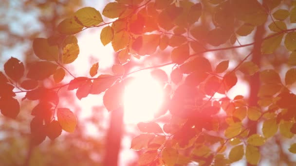 CLOSE UP, DOF : Les rayons dorés du soleil d'automne illuminent la forêt de feuillus idyllique. — Video