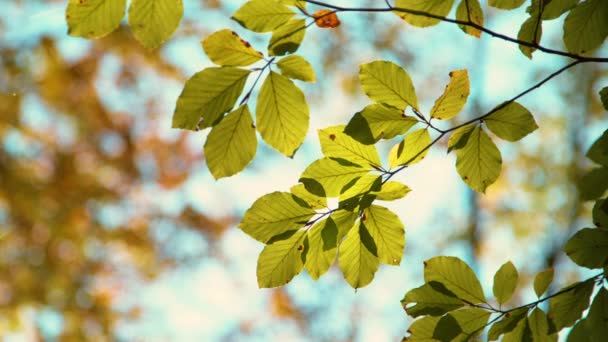 ЗАКРЫТО: Зеленые листья деревьев медленно меняют цвет под теплым осенним солнцем . — стоковое видео