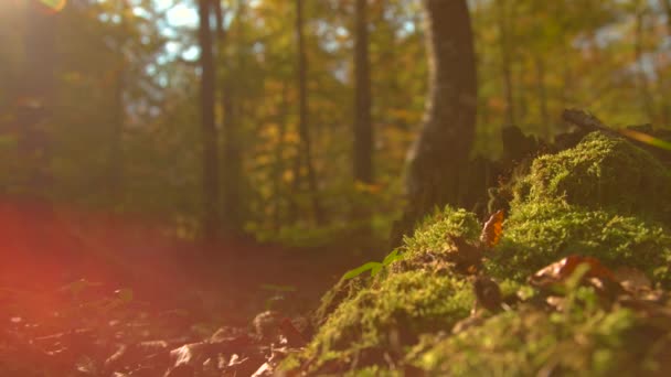 CERRAR: Los rayos dorados del sol de la caída brillan en el suelo del bosque cubierto de musgo y hojas — Vídeos de Stock