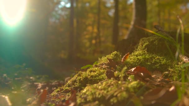 CERRAR: Los rayos de sol de otoño brillan en el suelo forestal cubierto de musgo y hojas. — Vídeo de stock