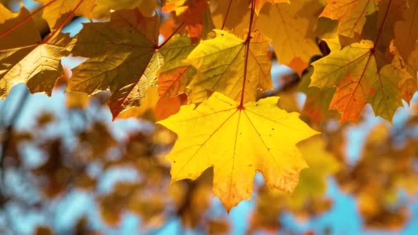 CHIUSURA: Colpo dettagliato di foglie d'albero che cambiano i loro colori in una giornata di sole. — Video Stock